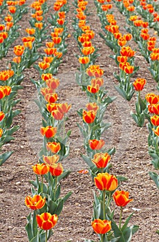 Orange Tulip Flower Garden