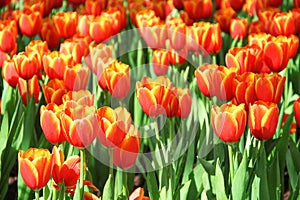 Orange tulip flowers blooming with water drops in natural garden background