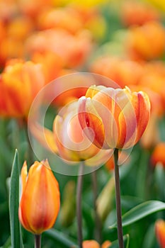 Orange tulip flowers close up