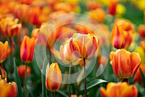 Orange tulip flowers close up. Selective focus