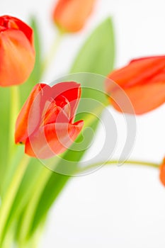 Orange tulip flowers with selective focus