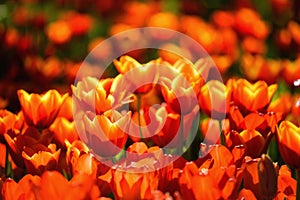 Orange tulip flowers in spring