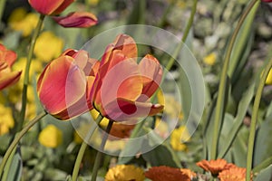 Orange tulip flowers Tulipa gesneriana.