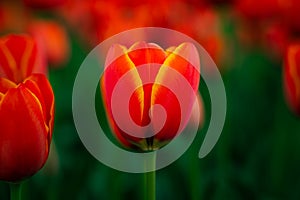 Orange tulip in focus. Spring blossom concept photo