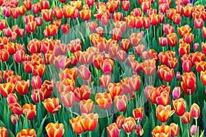 Orange tulip in garden