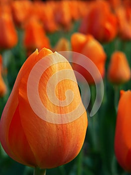 Orange tulip garden