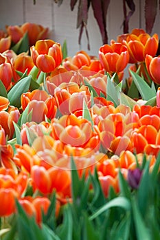 Orange tulip in garden