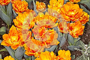 Orange Tulip Garden