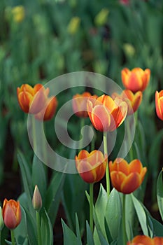 Orange tulip in garden, Selective focus.