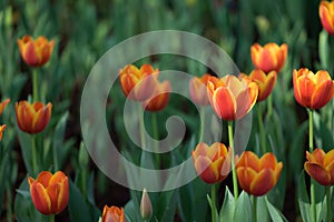 Orange tulip in garden, Selective focus.