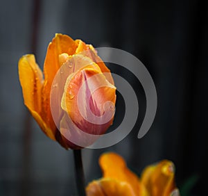 Orange Tulip isolated on dark background. Close up view of a single colourful tulip