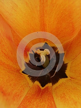 Orange tulip middle