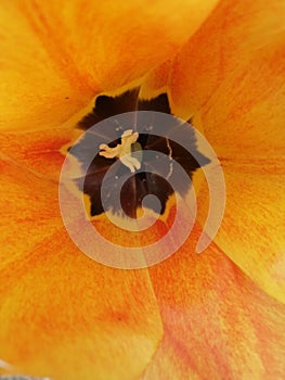 Orange tulip middle