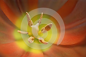 Orange Tulip Pistil and Stamen photo