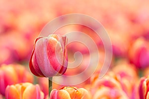 Orange tulip with selective focus