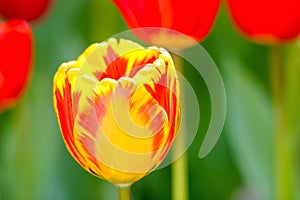 A orange tulip under the sun