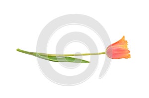 orange tulip on white background