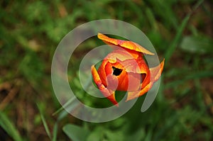 Orange tulipan in a garden photo