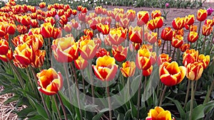 Orange tulips