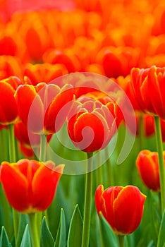 Orange tulips photo