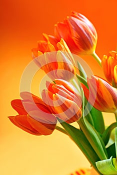 Arancia tulipani 