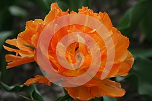 Orange Tulips 2020 II