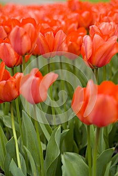 Orange tulips