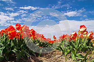 The orange tulips.