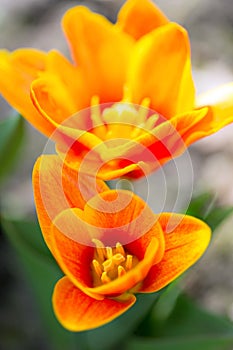 Orange Tulips