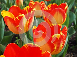 Orange Tulips