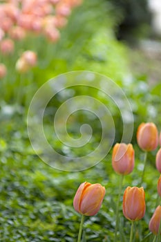 Orange tulips