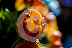 Orange tulips against a blurred background