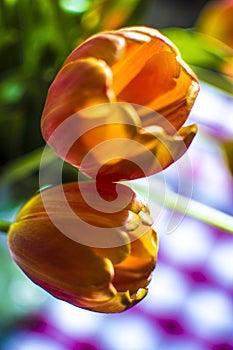 Orange tulips against a blurred background