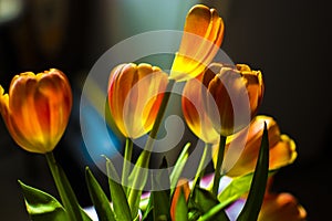 Orange tulips against a blurred background