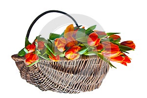 Orange tulips in basket