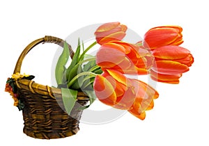 Orange Tulips in Basket