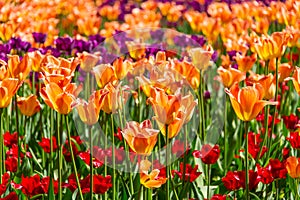 Orange tulips blooming