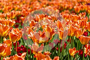 Orange tulips blooming