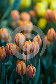 Orange tulips blooming in a tulip field in garden