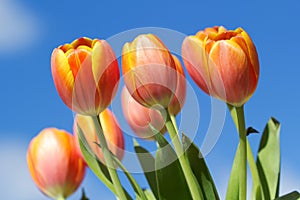 Orange tulips with blue sky background