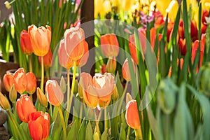 orange tulips close up on a blurred background of green leaves