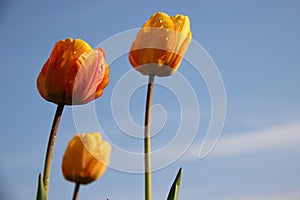 Orange Tulips And Dew Drops