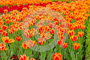 orange tulips in floral garden, flowers field