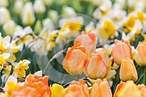 Orange tulips flower bed with white daffodils background in the park