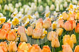 Orange tulips flower bed with white daffodils background in the park