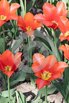 Orange Tulips. Flower. Nature. Garden. Flora