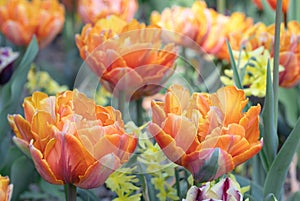 Orange. Tulips Flower. Nature. Garden. Flora