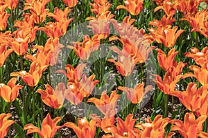 Orange. Tulips. Flower. Nature. Garden. Flora