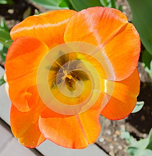 Orange tulips on flowerbed
