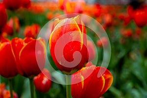 Orange tulips in focus. Spring blossom background